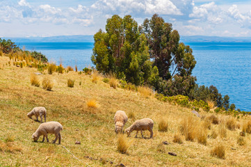 Sheep grazing on Isla Taquile Island in an indigenous Quechua village with a view over the Titicaca Lake, Peru.