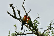 White Fronted Bee Eater,eastern Part Of South Africa