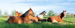 young horses lie in meadow under blue dutch sky in holland