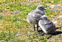 Two  Kelp Seagull Chicks On Magdalena Island, Chile