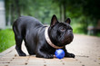 Black dog french bulldog play with ball