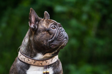 Wall Mural - French bulldog dog portrait in summer