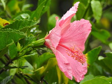 Pink Flower With Water Drops