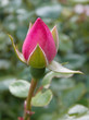
light closeup of a pink rose bud