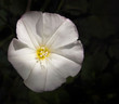 
close-up of a white centrally lit flower with dark background
