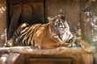 Panthera tigris sumatrae - Sumatran tiger sitting on a wooden board and watching what is happening in the female below it.