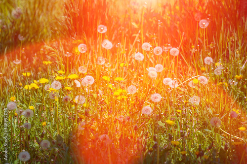 Dandelions in the morning sunshine.