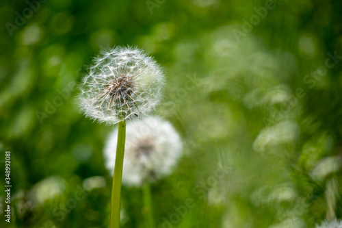 Dandelion flower in green grass.