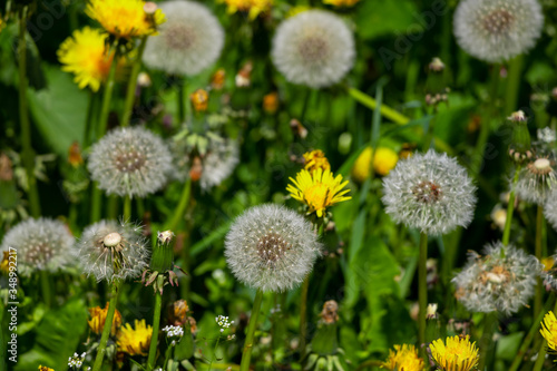Dandelion flower in green grass.