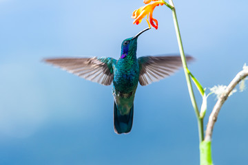 Wall Mural - blue hummingbird violet sabrewing flying next to beautiful red flower. tinny bird fly in jungle. wil