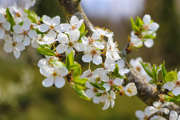 Cherry tree in white flowers. Full bloomed sweet cherry twig blossoms.