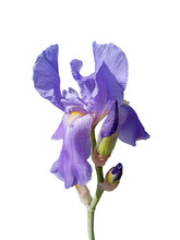 Isolated Blue Iris Flower And Two Buds On A White Background. Close-up.