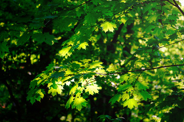 Wall Mural - fresh green maple foliage in spring in the forest closeup.