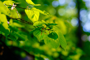 Wall Mural - fresh green foliage in spring in the forest closeup.