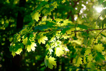 Wall Mural - fresh green maple foliage in spring in the forest closeup.