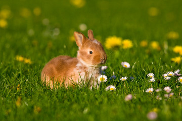 Wall Mural - Little rabbit on green grass in summer day