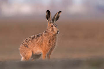 Wall Mural - Sitting Hare (Lepus europaeus)