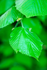 Fresh green foliage in spring in the forest closeup.