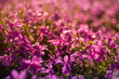 piękne kwiaty na rozmytym tle w kolorowym ogrodzie