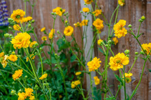 Geum 'Lady Stratheden' With Yellow Flowers In A Residential Garden.
