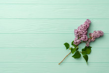 Lilac Bush Branch With Blooming Inflorescences. Deep Purple Lilac Branch On Turquoise Background