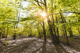 Fototapeta Las - Scenic forest, with the sun casting its warm light through the foliage. Reinhardswald - germany