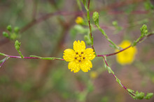 Flower Of The Clustered Tarweed
