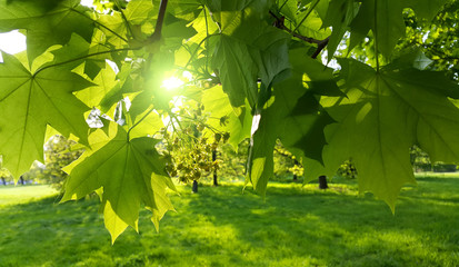 branches with fresh leaves of maple lit by sun in spring park
