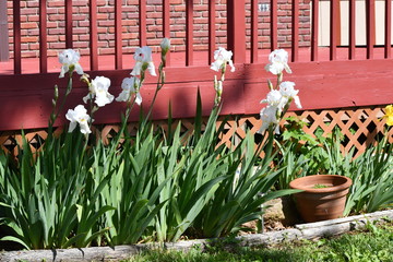 Canvas Print - Iris Flowers in a Flower Garden