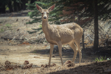 Sticker - California Mule Deer in yosemite