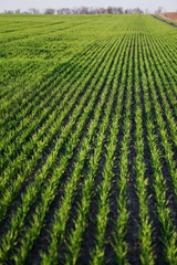 Wall Mural - Sown farm field with wheat and cereal. Rising sprouts of barley and oats. A boundless garden with bread for food. Industrial stock theme