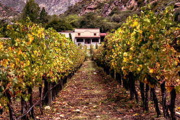 Vineyard in Cafayate, Salta, Argentina