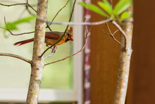 Female Northern Cardinal Bird, Cardinalis Cardinalis, Perched On A Tree Limb.
