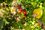 Fototapeta Kuchnia - Cosecha de Planta de café 