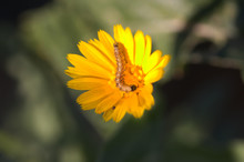 Larva Of A Heliothinae On A Yellow Wild Flower