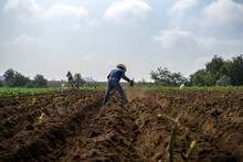 Agricultor Arrancando Planta De Raíz En Terreno De Siembra