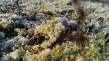 Close-up View Of Moss In Frost