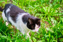 Black White Cat In Green Grass View From Above Color