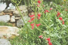 Red Wildflowers