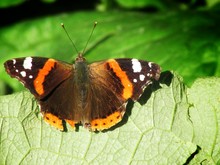 Extreme Close-up Of Butterfly On Leaf