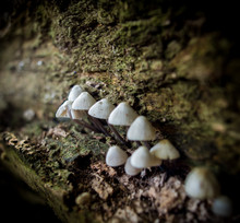 Close-up Of White Mushrooms Growing On Moss Covered Log