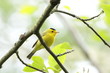 Wilson's warbler against bright sky calling out