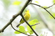 Wilson's warbler against bright sky calling out