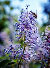 Honey Bee On Purple Flowers
