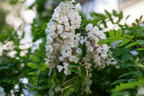 Fototapeta Pomosty - Blooming acacia. Fragrant flowers of white acacia on a tree on a warm spring sunny day. Selective focus, floral background.