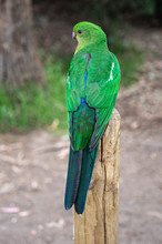Plumage Feathers On Back Of A Female Australian King Parrot, Alisterus Scapularis, Perched On A Fence Post, Kennett River, Victoria, Australia