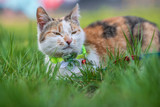 Fototapeta Koty - A beautiful domestic cat in a collar lies in the grass.