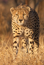 Male African Cheetah Portrait South Africa