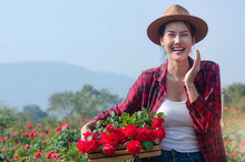 Beautiful Asian Woman Having Fun On Sunny Day Against The Blue Sky, Farmers Woman Picking Up Rose At Rose Garden, Harvest Roses, Valentine’s Day