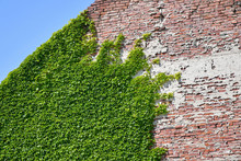 Climbing Plants On The Brick Wall
